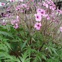 Geranium maderense feuille